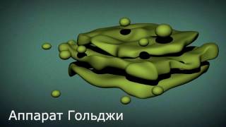 Мускулы растений