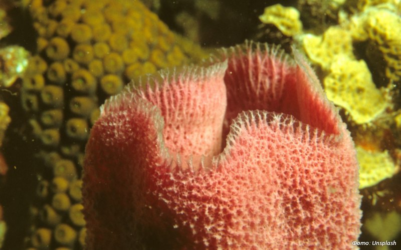 Соединение из морской губки может быть эффективно против раковых клеток